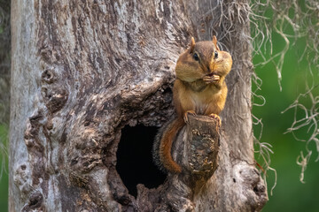 A chipmunk eating a nut