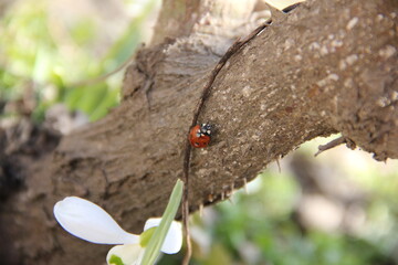 ladybug crawls slowly along its surface, passing by an old, rusty piece of wire