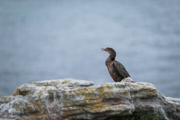 A cormorant sitting on a rock at Stony Point in the Western Cape