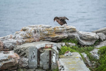 A cormorant sitting on a rock at Stony Point in the Western Cape