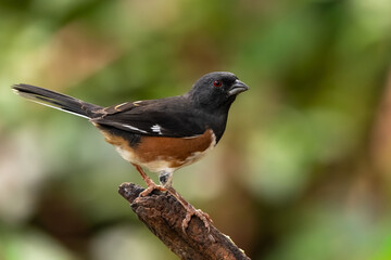 A male Eastern towhee perched on a branch