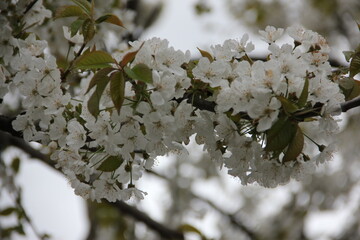 Delicate white cherry blossoms in full bloom