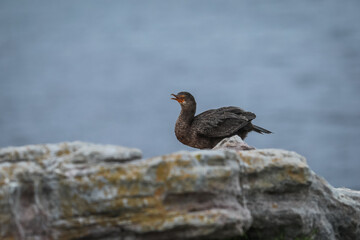 A cormorant sitting on a rock at Stony Point in the Western Cape
