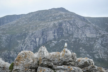 Seagull sitting on an ocean rock 