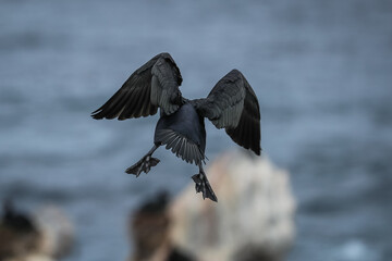 A cormorant coming in for landing at Stony Point in the Western Cape