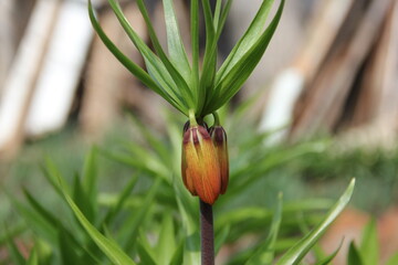 A close-up of a flower bud surrounded by slender green leaves