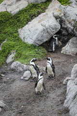 Several African penguins (Spheniscus demersus) emerge from a small cave in the rocks