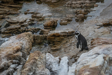 An African penguin (Spheniscus demersus) prepares to jump into the ocean water