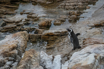 An African penguin (Spheniscus demersus) prepares to jump into the ocean water
