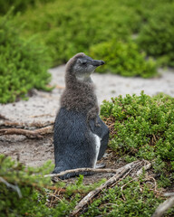 A juvenile African penguin (Spheniscus demersus) malting on the beach 