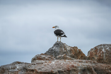 Seagull sitting on an ocean rock 