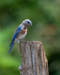 A bluebird perched on a branch