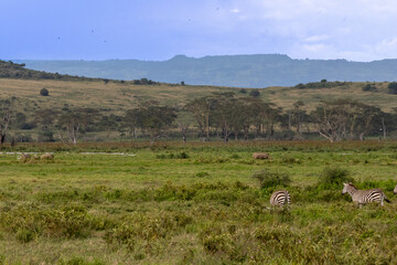 Obraz premium Plains zebras (Equus quagga) graze in the foreground with a crash of white rhinoceroses (Ceratotherium simum) in the distance in Lake Nakuru National Park, Kenya