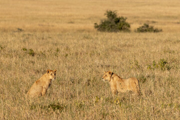 Two young lion cubs (Panthera leo) sit close together in the tall golden savanna grass in Maasai Mara National Reserve, Kenya