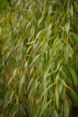 Obraz premium Weeping willow branches