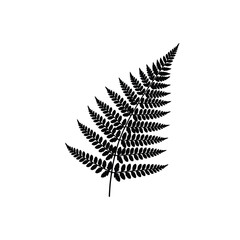 Fern Frond Silhouette – Detailed Botanical Foliage Vector
