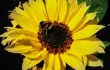 Bumblebee on bright yellow sunflower
