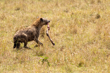 Spotted hyena (Crocuta crocuta) walking while carrying a bloody bone in the dry grass of Maasai Mara National Reserve Kenya