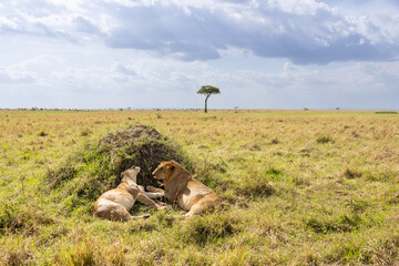 A pair of african lions (Panthera leo) resting by a termite mound on the open savanna of the Maasai...