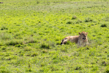 Sub-adult male African lion (Panthera leo) resting and panting in the short green grassland of the...