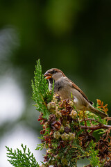 a european goldfinch purched on a pine tree branch on a blurred green bokeh background