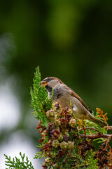 a european goldfinch purched on a pine tree branch on a blurred green bokeh background