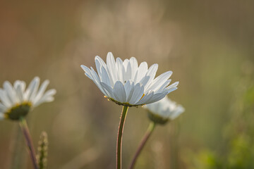 Pretty oxeye daisies in bloom in the summertime, with selective focus