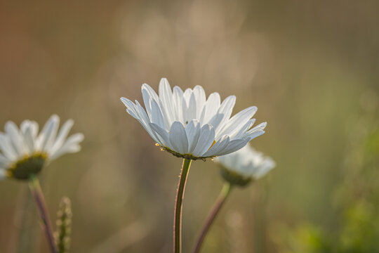 Pretty oxeye daisies in bloom in the summertime, with selective focus