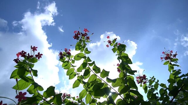 RANGOON CREEPER FLOWER MADHUMALTI 