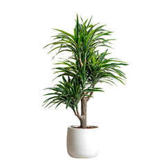 Fototapeta premium EternaLeaf Dracaena Tree