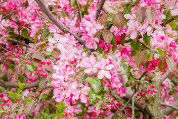 An ornamental apple tree blooming with pink flowers in spring