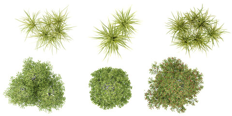 Collection of Ophiopogon,Rhamnus plants on transparent background from the top view