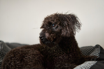 A fluffy brown dog is peacefully resting on a cozy, patterned bed, showcasing its cheerful and playful demeanor