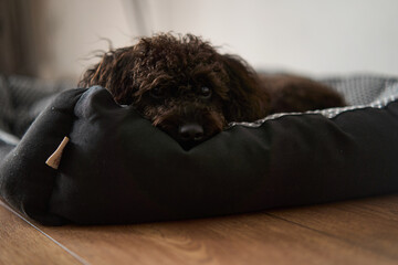 A fluffy dog is peacefully lounging on its incredibly comfy bed, showcasing the essence of...