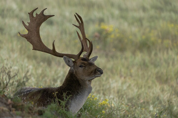 white tailed deer