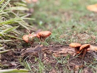 Fungi Growing Among Grass and Fallen Branches