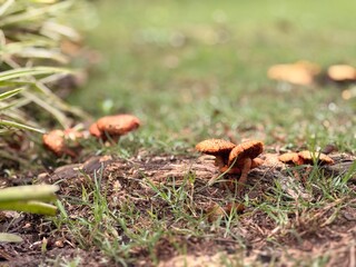 Fungus Sprouting from Decaying Wood in Garden Lawn