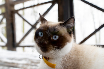 A cute Siamese cat with blue eyes and snow on its nose sits outside in the cold winter, asking to be let into the warm house. A concept of pets in winter.