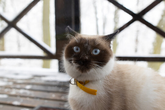A cute Siamese cat with blue eyes and snow on its nose sits outside in the cold winter, asking to be let into the warm house. A concept of pets in winter. - Powered by Adobe