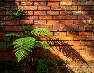 Fern Growing Out of a Sunlit Brick Wall