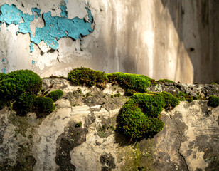 Moss and Peeling Paint on a Concrete Wall