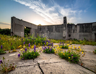 Purple and Yellow Wildflowers on Concrete Ruins