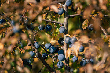 Ripe blue sloe berries of Prunus spinosa on a bush with autumn leaves