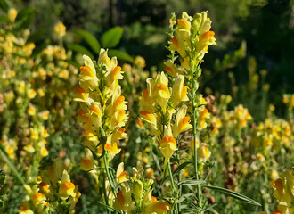Macro of long-stemmed flowers gilded by the sun on a soft background in the countryside
