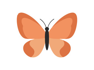 butterfly vector illustration