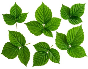 Fresh raspberry leaves, top view