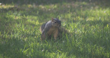A California Grey Squirrel sits vigilant in green grass on a sunny day.