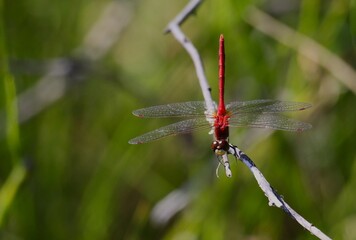 Male White-faced Meadowhawk (Sympetrum obtrusum)
