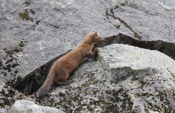 Side view of a Pacific Marten (Martes caurina) scrambling over a boulder