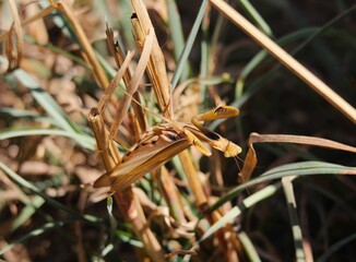 European Mantis (Mantis religiosa) camouflaged in the grass